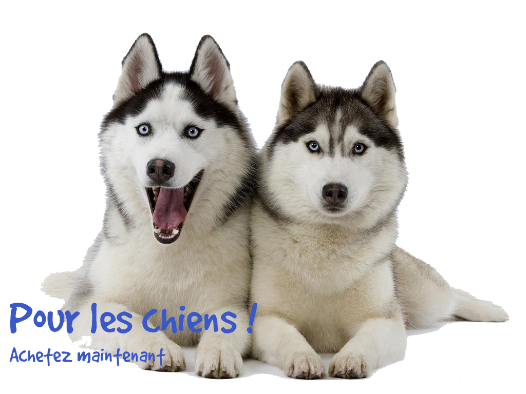 Chiens